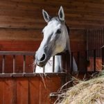 Equine-horse